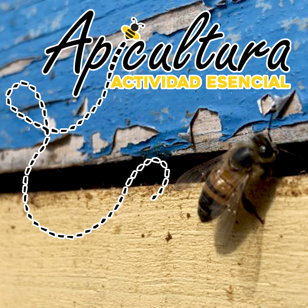 apicultura-actividad-esencial